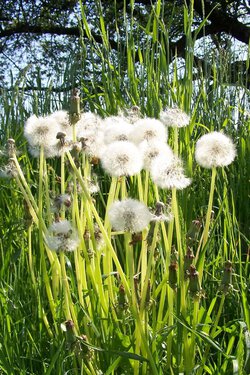 Löwenzahn-Arten (Taraxacum species)