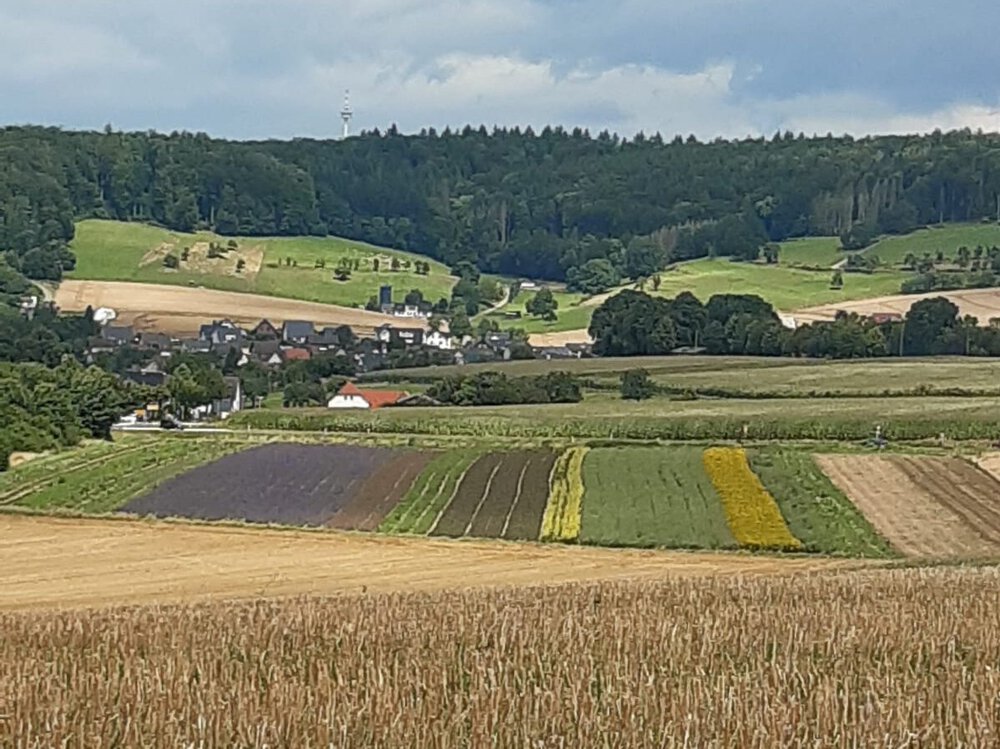 Bunte Felder bei Höxter (UG 06)