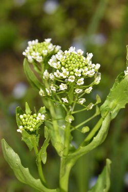 Ackerhellerkraut (Thlaspi arvense) Ackerhellerkraut (Thlaspi arvense)