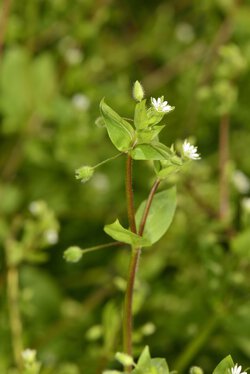 Vogelmiere (Stellaria media) Vogelmiere (Stellaria media)
