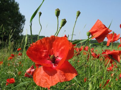 Klatschmohn als Blühaspekt im ersten Jahr Klatschmohn als Blühaspekt im ersten Jahr