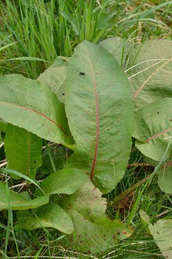 Stumpfblättriger Ampfer (Rumex obtusifolius)
